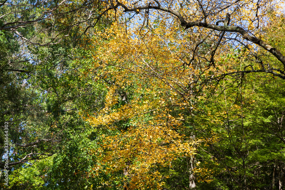 Autumn trees leaves changing color with the season Autumn trees leaves changing color with the season