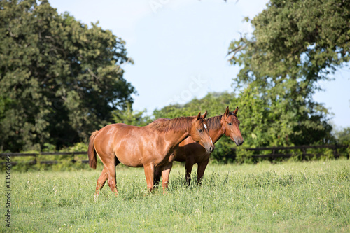 Quarter Horses in Pasture