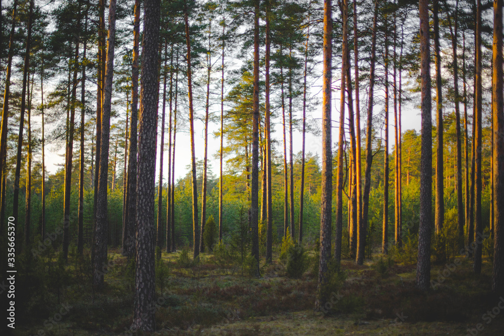 Obraz premium sun rays in the forest