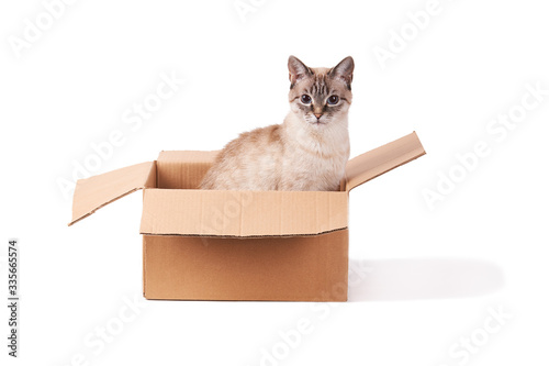 Fototapeta Naklejka Na Ścianę i Meble -  Domestic tabby cat is sitting in a cardboard box. Isolated on a white background. The concept of mail, delivery and shipping.