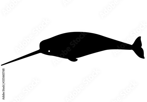 Narwhal - marine mammal - vector silhouette for logo or sign. A male narwhal with a long tusk is an underwater animal silhouette. Narwhal ocean dweller black silhouette for pictogram.