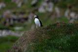 Puffins in the Faroe Islands