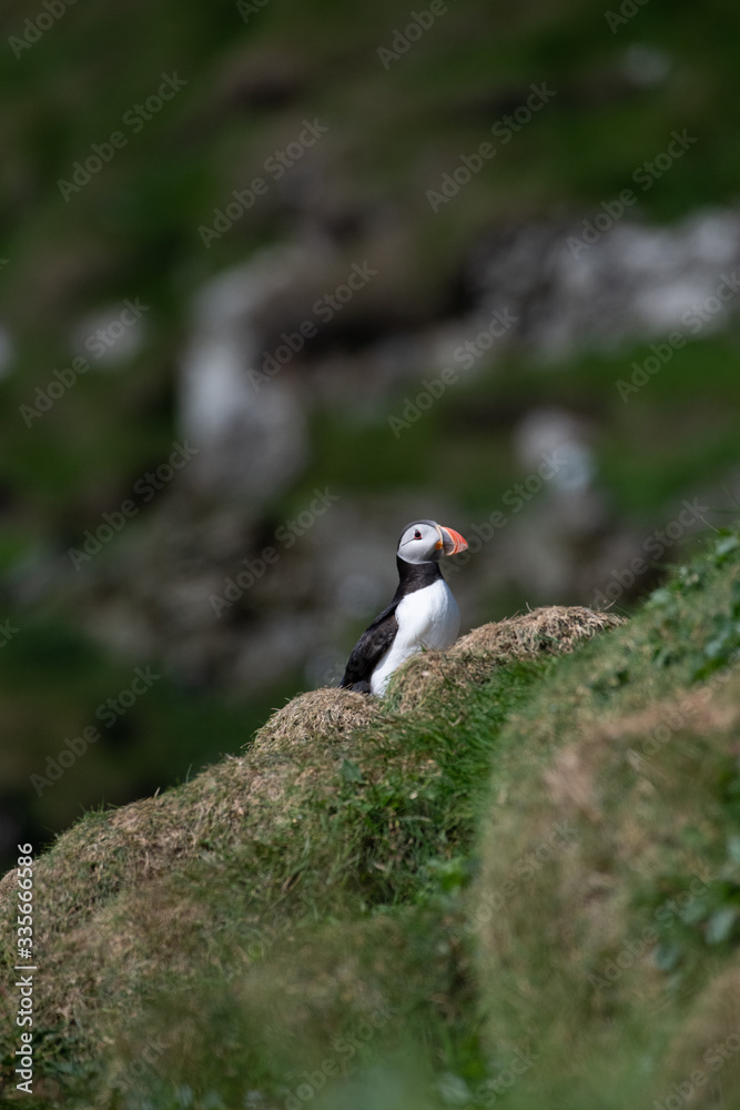 Obraz premium Puffins in the Faroe Islands