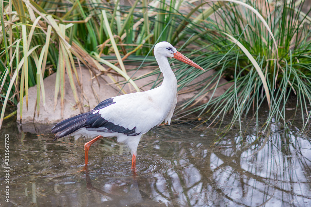 Naklejka premium white stork in the water