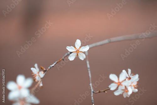 frost on the flower