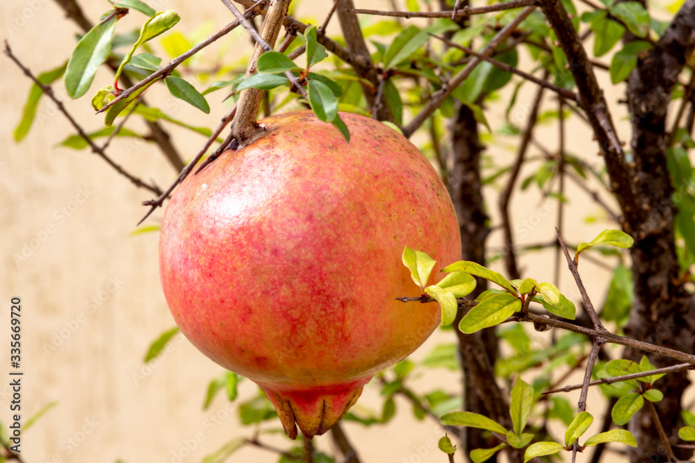 Obraz premium Ripe green Pomegranate Fruit on Tree Branch. The Foliage on the Background