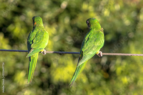 maritacas ou brazilian parrots landed on a high voltage wire in Brazil photo