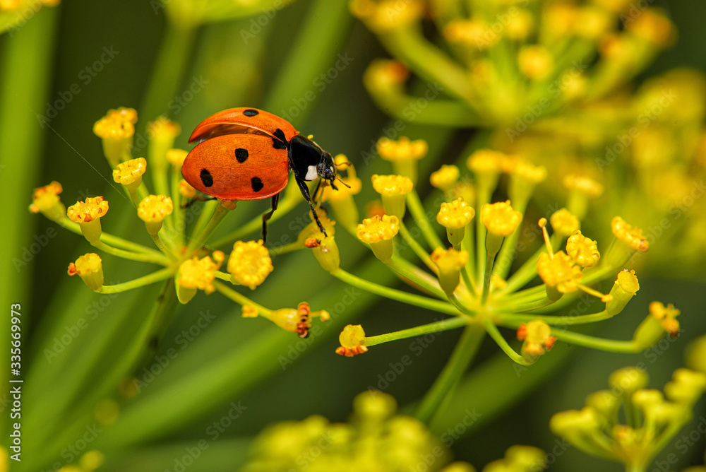 ladybug on a yellow flower ladybug on a yellow flower