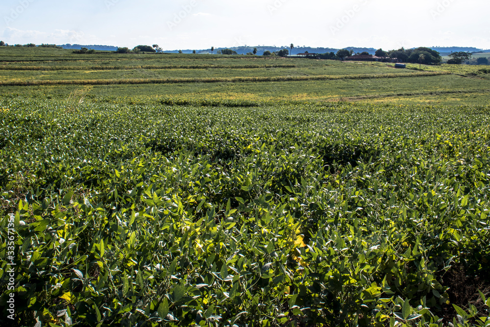 green soybean field in Brazil