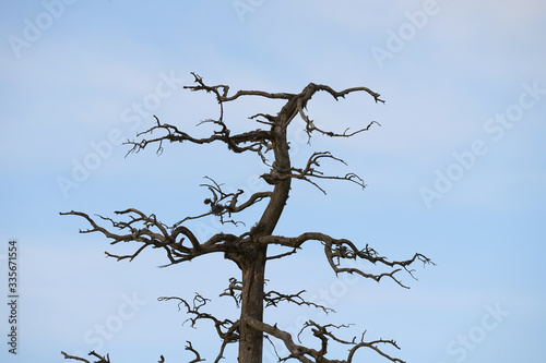 Dry tree on a white blue sky background.