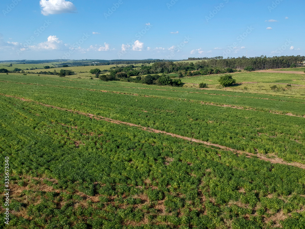 Aerial view of green soybean fiel in Brazil