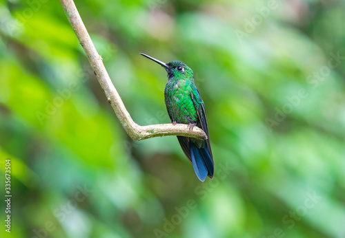 A Green Crowned Brilliant Hummingbird (Heliodoxa jacula) also known as Green Fronted Brilliant, found between Costa Rica and Ecuador. Photographed in Mindo, Ecuador.