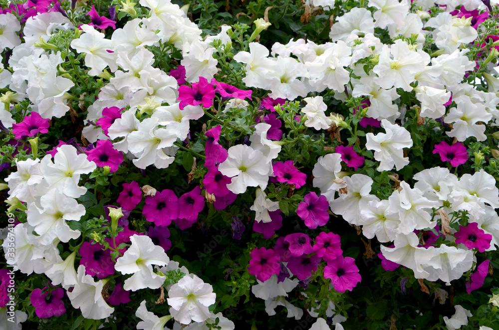 petunia white and pink flowers in the garden natural floral background petunia white and pink flowers in the garden natural floral background
