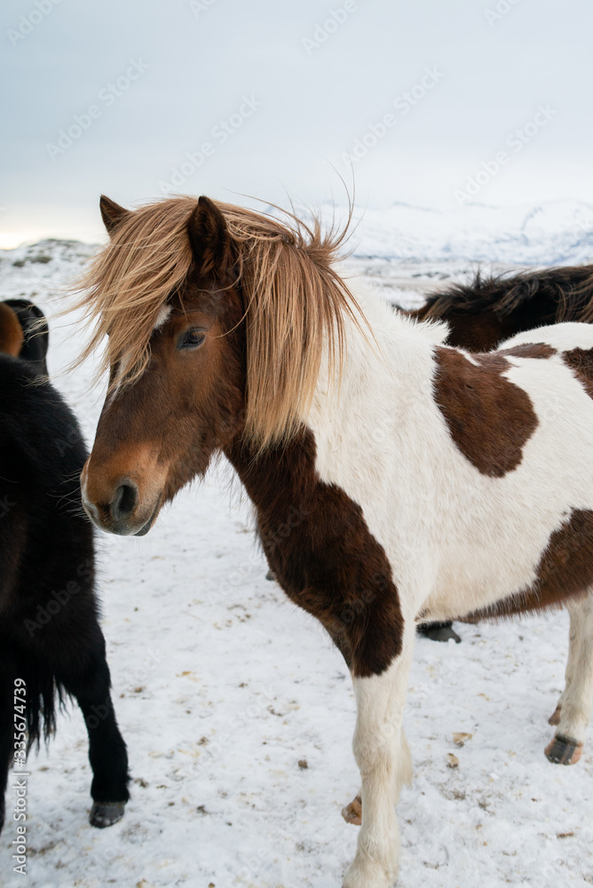 fluffy icelandic horses on sunset in winter fluffy icelandic horses on sunset in winter