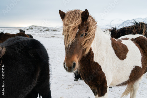 fluffy icelandic horses on sunset in winter