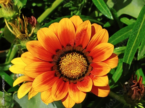 orange sunflower in the garden surrounded by lush green leaves