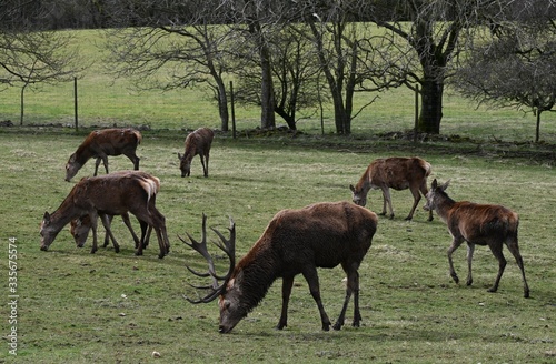 Red Deer Cotswolds Way National Park England UK