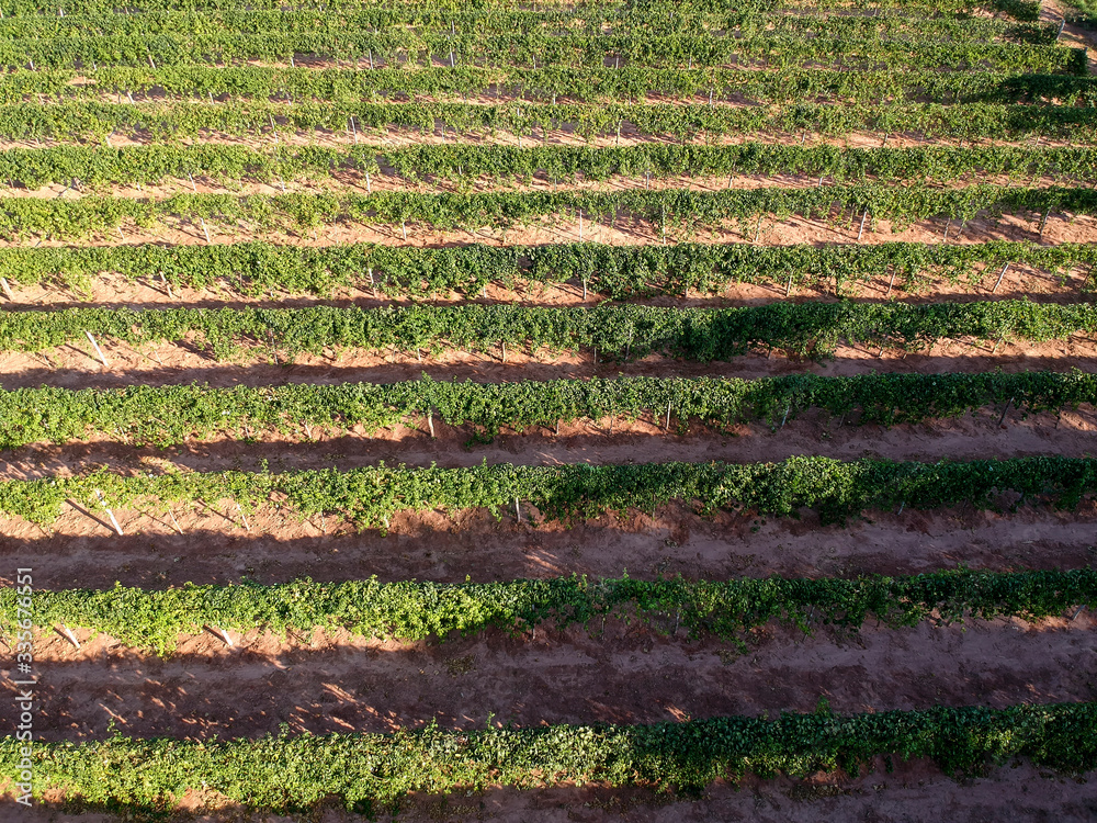 aerial view of passion fruit garden in Brazil aerial view of passion fruit garden in Brazil