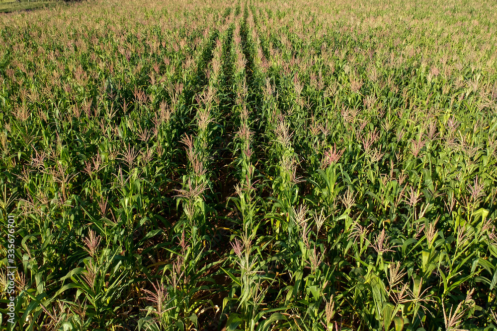 Aerial view of corn field in Brazil