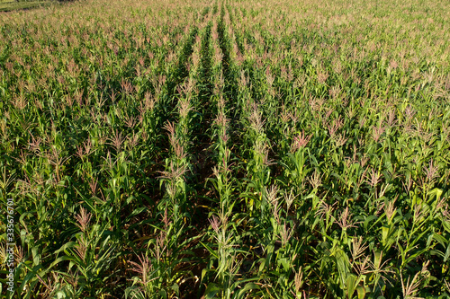 Aerial view of corn field in Brazil
