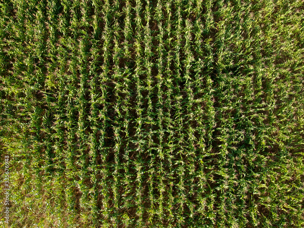Aerial view of corn field in Brazil Aerial view of corn field in Brazil