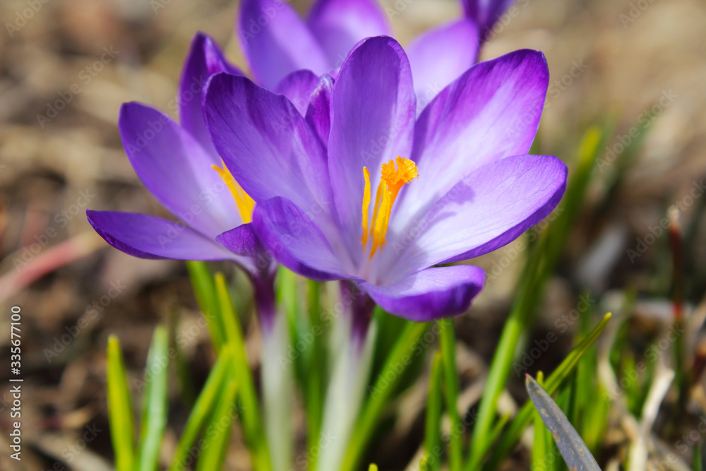 Beautiful blue crocuses flowers. Flowering of the first snowdrops. Close-up. Top view. Background. Landscape. Beautiful blue crocuses flowers. Flowering of the first snowdrops. Close-up. Top view. Background. Landscape.