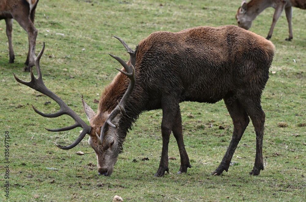 Red Deer Cotswolds Way National Park England UK
