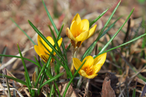 Beautiful yellow crocus flowers. Flowering of the first snowdrops. Top view. Close-up. Background. Landscape.