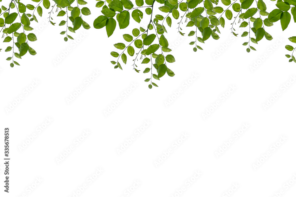 green leaf isolated on white background with copy space green leaf isolated on white background with copy space