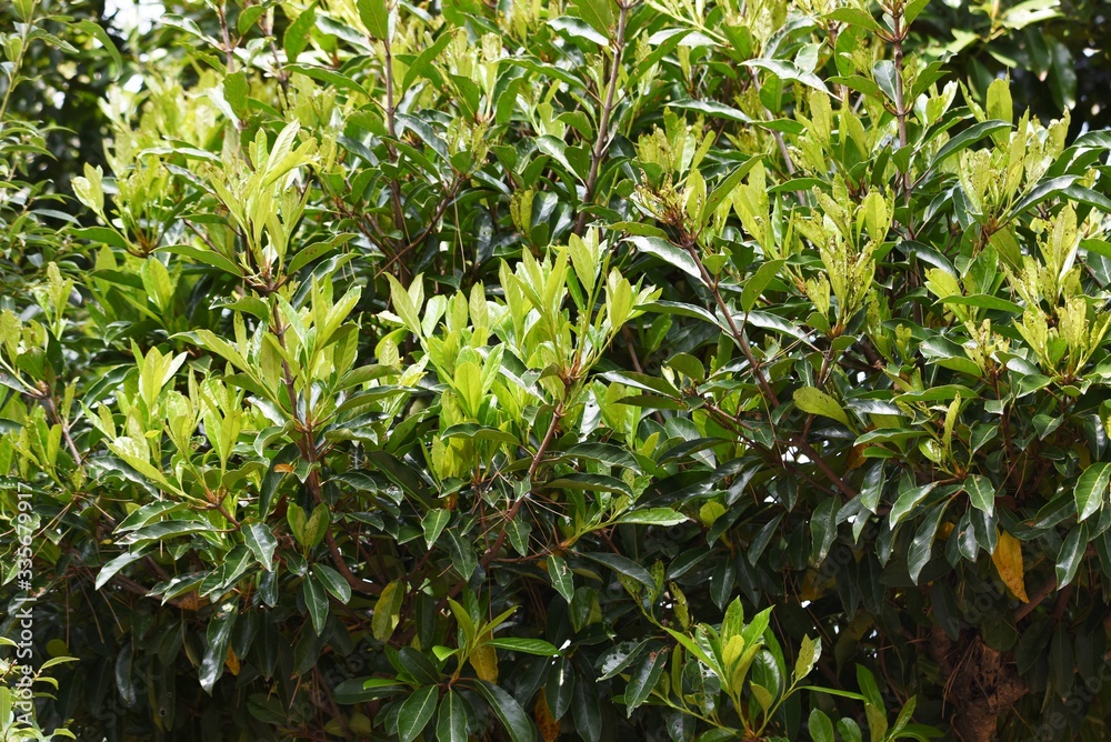 Viburnum odoratissimum (Sweet vibrunum) / Adoxaceae evergreen tree.