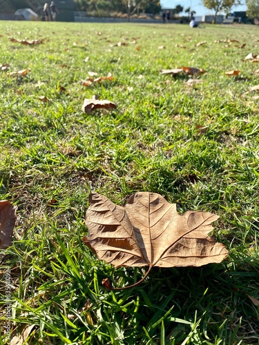 autumn leaves on the grass