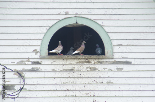 Photography pigeons on the wall