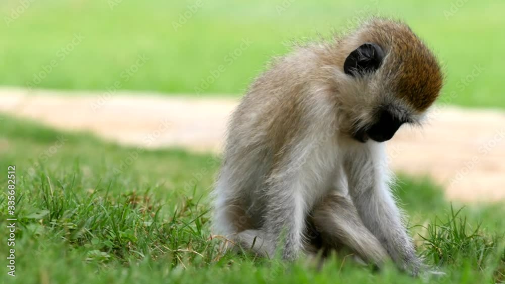 Baby Vervet monkey eating grass Baby Vervet monkey eating grass