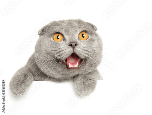 Crazy cat above banner