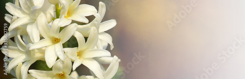 The concept of mourning. White hyacinth flower on a abstract background. We remember, we mourn. Selective focus, close-up, side view, copy space. Banner. photo