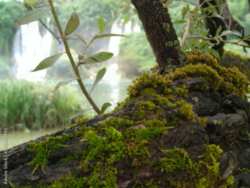 Fototapeta premium green moss on the tree