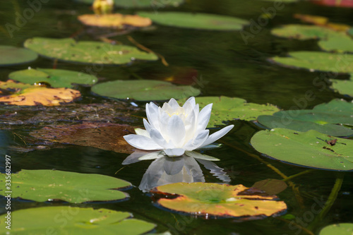 White waterlily in bloom on a clear water lake. 