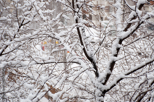 tree branches in the snow