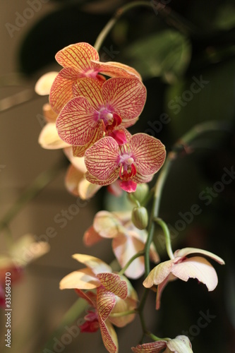 Fototapeta Naklejka Na Ścianę i Meble -  orchid, flower, blooming, red, yellow, purple,  colorful, fragrant, 