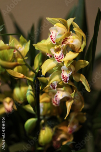 orchid, flower, blooming, red, yellow, purple, colorful, fragrant, 
