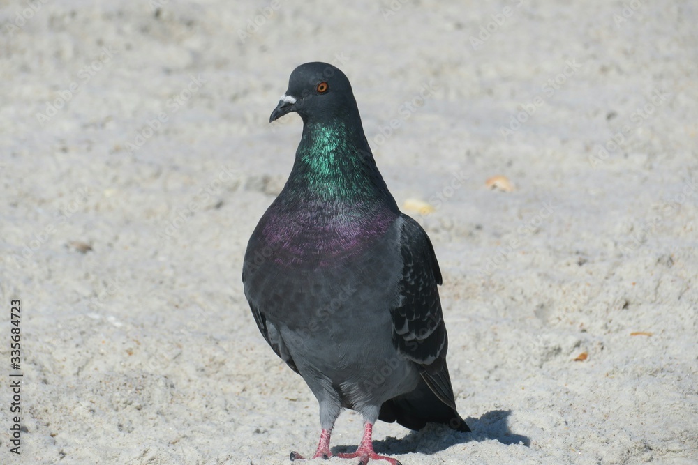 Pigeon on the beach Pigeon on the beach