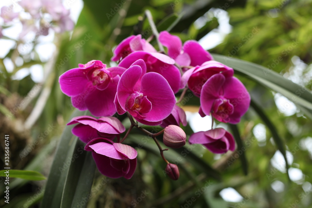 orchid, flowering, plant, green, blooming, elegant, fragrant orchid, flowering, plant, green, blooming, elegant, fragrant