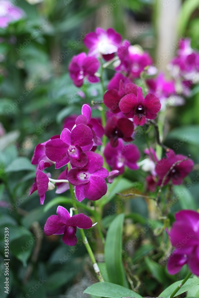 orchid, flowering, plant, green, blooming, elegant, fragrant orchid, flowering, plant, green, blooming, elegant, fragrant