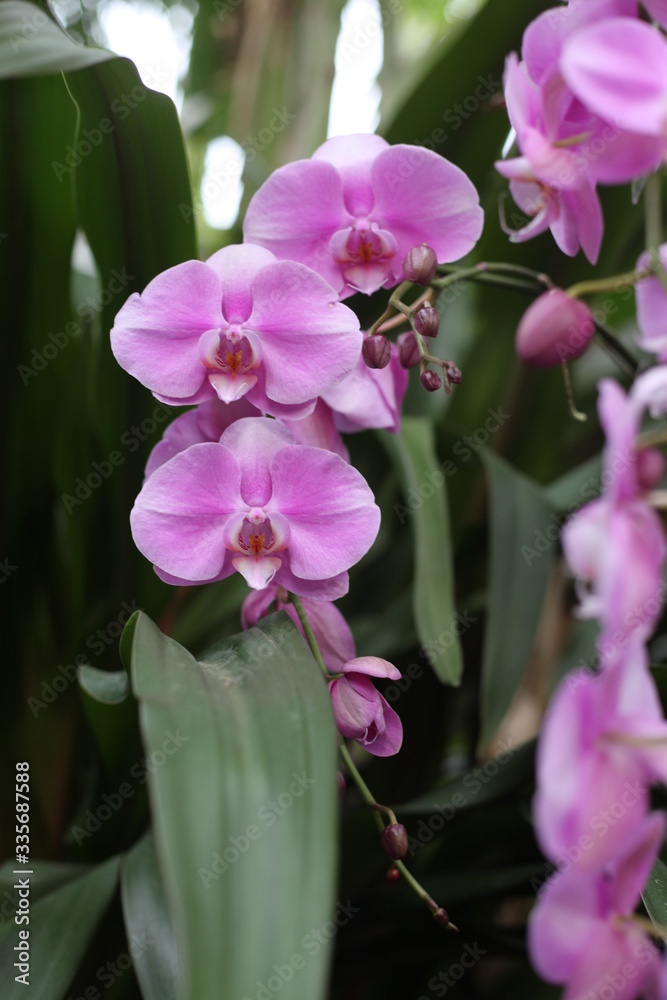 Fototapeta premium orchid, flowering, plant, green, blooming, elegant, fragrant