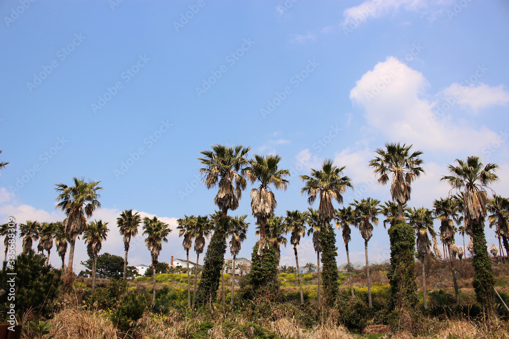 Jeju Olle Trail Route 7 : Beautiful Scenery of Jeju Island, Korea Jeju Olle Trail Route 7 : Beautiful Scenery of Jeju Island, Korea