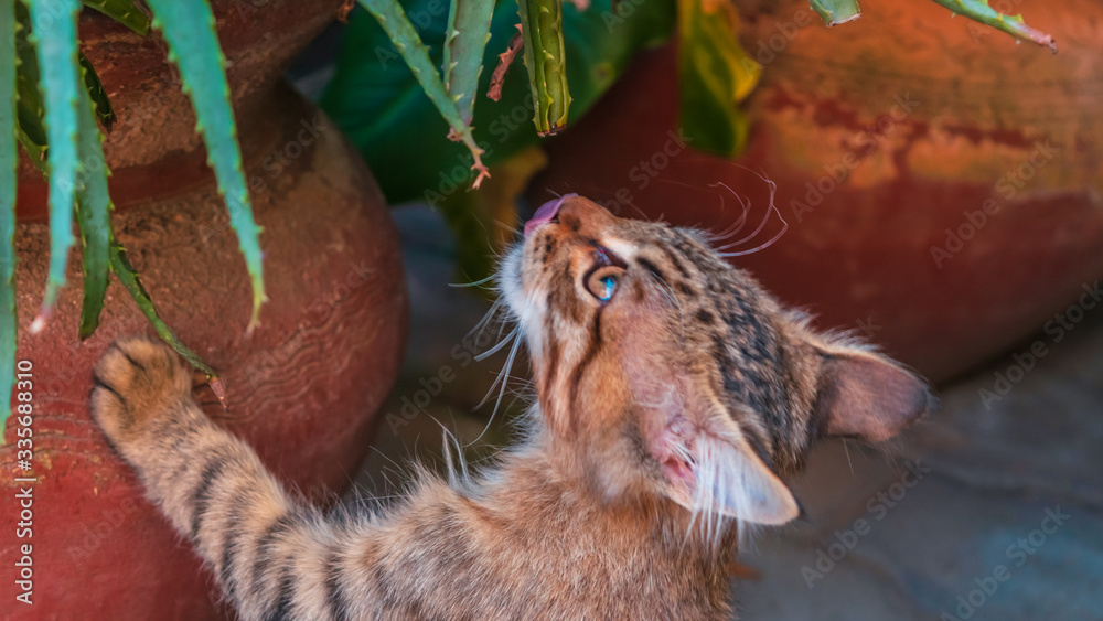 Naklejka premium Beautiful tabby cat playing in the garden