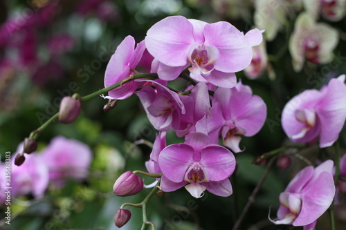 orchid  flowering  plant  green  blooming  elegant   fragrant