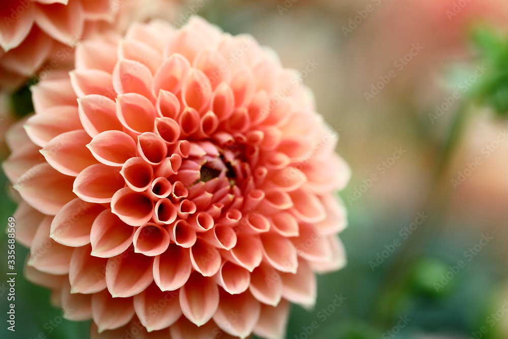 Japanese Dahlia Japanese Dahlia