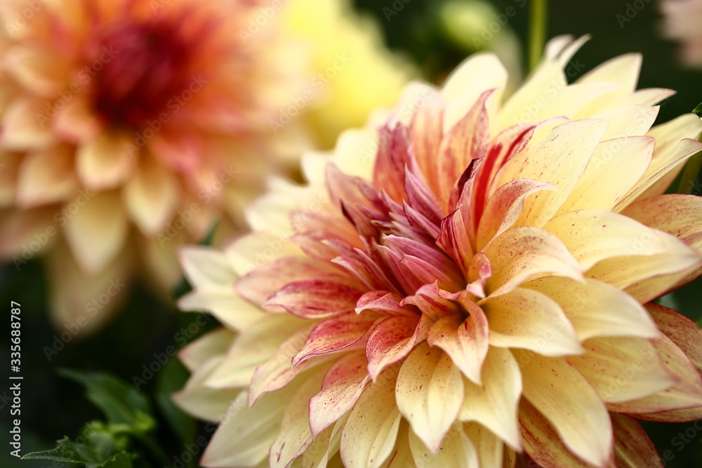 Fototapeta premium Japanese Dahlia