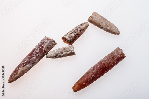 Mussels and Belemnitida on a white background. photo